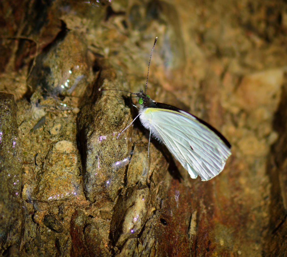 White butterfly with green eyes, Tatama National Park, Colombia Unfortunately, I only have it with the wings closed. It was sucking mud from the path.  Cerro Montezuma,Choco,Chocó,Colombia,Colombia Choco & Pacific region,Montezuma,South America,Tatama National Park,Tatamá National Park,World