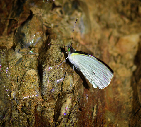 White butterfly with green eyes, Tatama National Park, Colombia Unfortunately, I only have it with the wings closed. It was sucking mud from the path.  Cerro Montezuma,Choco,Choc&oacute;,Colombia,Colombia Choco & Pacific region,Montezuma,South America,Tatama National Park,Tatam&aacute; National Park,World