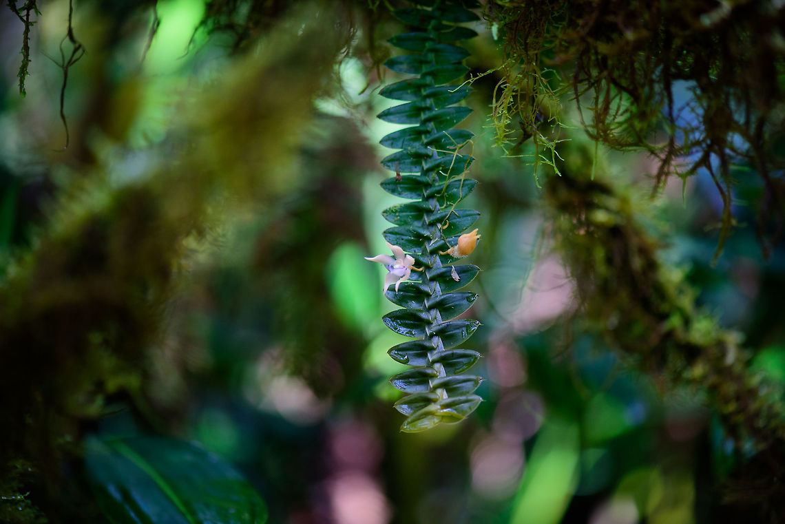 Dichea sp., Tatama National Park, Colombia Dichea orchid found in the cloud forest of Tatama National Park, Colombia. I have a pending request in an orchid group to get to the species level. First suggestion is  D. muricata, but not confirmed yet. Cerro Montezuma,Choco,Choc&oacute;,Colombia,Colombia Choco & Pacific region,Montezuma,South America,Tatama National Park,Tatam&aacute; National Park,World