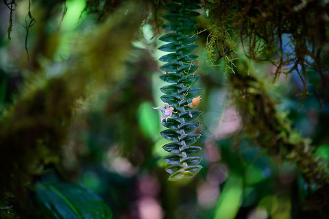 Dichea sp., Tatama National Park, Colombia Dichea orchid found in the cloud forest of Tatama National Park, Colombia. I have a pending request in an orchid group to get to the species level. First suggestion is  D. muricata, but not confirmed yet. Cerro Montezuma,Choco,Choc&oacute;,Colombia,Colombia Choco & Pacific region,Montezuma,South America,Tatama National Park,Tatam&aacute; National Park,World
