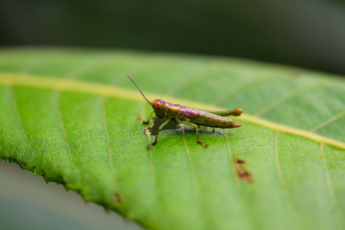 Grashopper (Acrididae), Tatama National Park, Colombia Possibly a juvenile, with striking orange eyes. Cerro Montezuma,Choco,Chocó,Colombia,Colombia Choco & Pacific region,Montezuma,South America,Tatama National Park,Tatamá National Park,World