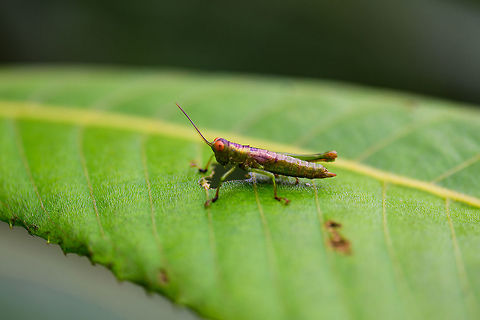 Grashopper (Acrididae), Tatama National Park, Colombia Possibly a juvenile, with striking orange eyes. Cerro Montezuma,Choco,Chocó,Colombia,Colombia Choco & Pacific region,Montezuma,South America,Tatama National Park,Tatamá National Park,World