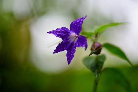Purple flower covered in dew, Tatama National Park, Colombia By Henriette (my girlfriend). Five purple petals, white core. Browallia speciosa,Cerro Montezuma,Choco,Choc&oacute;,Colombia,Colombia Choco & Pacific region,Montezuma,South America,Tatama National Park,Tatam&aacute; National Park,World