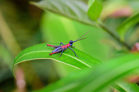 Choc&oacute; grasshopper (Opaon varicolor) side view, Tatama National Park, Colombia Very vibrant species. Fightless, and not shy at all. Front view:
https://www.jungledragon.com/image/56484/choc_grasshopper_opaon_varicolor_front_view_tatama_national_park_colombia.html Cerro Montezuma,Choco,Choc&oacute;,Colombia,Colombia Choco & Pacific region,Montezuma,Opaon varicolor,South America,Tatama National Park,Tatam&aacute; National Park,World