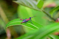 Chocó grasshopper (Opaon varicolor) side view, Tatama National Park, Colombia Very vibrant species. Fightless, and not shy at all. Front view:<br />
https://www.jungledragon.com/image/56484/choc_grasshopper_opaon_varicolor_front_view_tatama_national_park_colombia.html Cerro Montezuma,Choco,Chocó,Colombia,Colombia Choco & Pacific region,Montezuma,Opaon varicolor,South America,Tatama National Park,Tatamá National Park,World