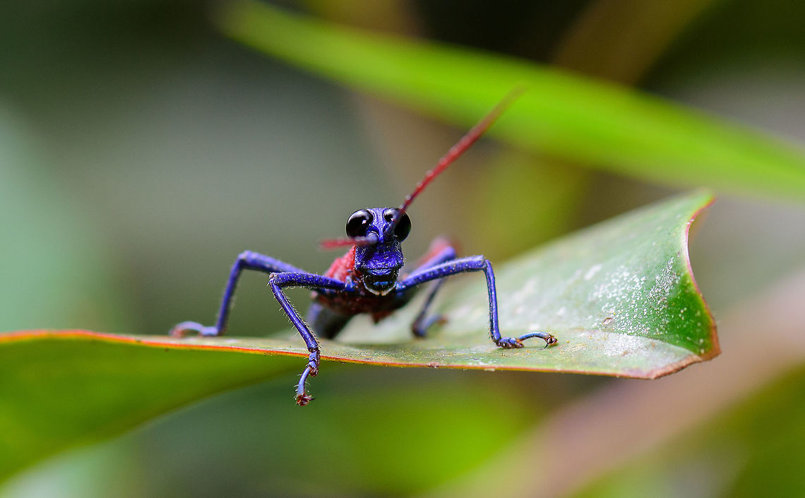 Chocó grasshopper (Opaon varicolor) front view, Tatama National Park, Colombia Cropped macro of the front of the Choc&oacute; grasshopper. This flightless grasshopper seems interested in the camera and is very approachable. Side view:<br />
<figure class="photo"><a href="https://www.jungledragon.com/image/56482/choc_grasshopper_opaon_varicolor_side_view_tatama_national_park_colombia.html" title="Choc&oacute; grasshopper (Opaon varicolor) side view, Tatama National Park, Colombia"><img src="https://s3.amazonaws.com/media.jungledragon.com/images/2/56482_thumb.jpg?AWSAccessKeyId=05GMT0V3GWVNE7GGM1R2&Expires=1769040010&Signature=D3Waynbog7Sx4Ba4mCzK1nXXrfA%3D" width="200" height="134" alt="Choc&oacute; grasshopper (Opaon varicolor) side view, Tatama National Park, Colombia Very vibrant species. Fightless, and not shy at all. Front view:<br />
https://www.jungledragon.com/image/56484/choc_grasshopper_opaon_varicolor_front_view_tatama_national_park_colombia.html Cerro Montezuma,Choco,Choc&oacute;,Colombia,Colombia Choco &amp; Pacific region,Montezuma,Opaon varicolor,South America,Tatama National Park,Tatam&aacute; National Park,World" /></a></figure> Cerro Montezuma,Choco,Chocó,Colombia,Colombia Choco & Pacific region,Montezuma,Opaon varicolor,South America,Tatama National Park,Tatamá National Park,World