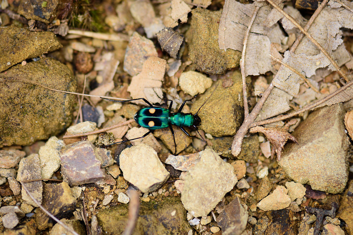 Pseudoxycheila bipustulata - top view, Tatama National Park, Colombia Hoping I have the species right, but I&#039;m reasonably confident as there are lots of references from the Andes documenting a visually identical species. Side view:<br />
<figure class="photo"><a href="https://www.jungledragon.com/image/56486/pseudoxycheila_bipustulata_-_side_view_tatama_national_park_colombia.html" title="Pseudoxycheila bipustulata - side view, Tatama National Park, Colombia"><img src="https://s3.amazonaws.com/media.jungledragon.com/images/2/56486_thumb.jpg?AWSAccessKeyId=05GMT0V3GWVNE7GGM1R2&Expires=1759968010&Signature=3IrL7Q7HF9id8EihSVEmM2GiN4M%3D" width="200" height="134" alt="Pseudoxycheila bipustulata - side view, Tatama National Park, Colombia Top view:<br />
https://www.jungledragon.com/image/56485/pseudoxycheila_bipustulata_-_top_view_tatama_national_park_colombia.html Cerro Montezuma,Choco,Choc&oacute;,Colombia,Colombia Choco &amp; Pacific region,Montezuma,Pseudoxycheila bipustulata,South America,Tatama National Park,Tatam&aacute; National Park,World" /></a></figure> Cerro Montezuma,Choco,Chocó,Colombia,Colombia Choco & Pacific region,Montezuma,Pseudoxycheila bipustulata,South America,Tatama National Park,Tatamá National Park,World