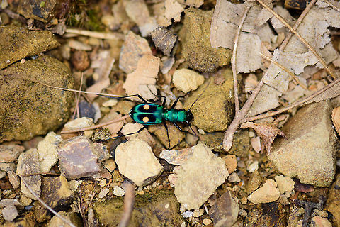 Pseudoxycheila bipustulata - top view, Tatama National Park, Colombia Hoping I have the species right, but I'm reasonably confident as there are lots of references from the Andes documenting a visually identical species. Side view:
https://www.jungledragon.com/image/56486/pseudoxycheila_bipustulata_-_side_view_tatama_national_park_colombia.html Cerro Montezuma,Choco,Chocó,Colombia,Colombia Choco & Pacific region,Montezuma,Pseudoxycheila bipustulata,South America,Tatama National Park,Tatamá National Park,World