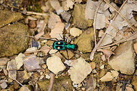 Pseudoxycheila bipustulata - top view, Tatama National Park, Colombia Hoping I have the species right, but I'm reasonably confident as there are lots of references from the Andes documenting a visually identical species. Side view:<br />
https://www.jungledragon.com/image/56486/pseudoxycheila_bipustulata_-_side_view_tatama_national_park_colombia.html Cerro Montezuma,Choco,Choc&oacute;,Colombia,Colombia Choco & Pacific region,Montezuma,Pseudoxycheila bipustulata,South America,Tatama National Park,Tatam&aacute; National Park,World