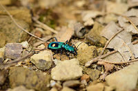 Pseudoxycheila bipustulata - side view, Tatama National Park, Colombia Top view:<br />
https://www.jungledragon.com/image/56485/pseudoxycheila_bipustulata_-_top_view_tatama_national_park_colombia.html Cerro Montezuma,Choco,Choc&oacute;,Colombia,Colombia Choco & Pacific region,Montezuma,Pseudoxycheila bipustulata,South America,Tatama National Park,Tatam&aacute; National Park,World