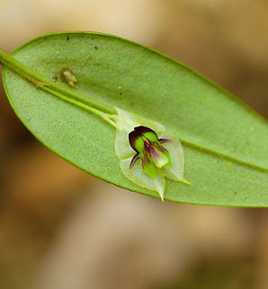 Lepanthes ollaris, Tatama National Park, Colombia Another little jewel found in the cloud forest of Tatama. We had no idea about this genus of orchids existing before, but during the trip we got very excited about them. A few more examples found in the same area:
https://www.jungledragon.com/image/55342/lepanthes_licrophora_tatama_national_park_colombia.html
https://www.jungledragon.com/image/55341/lepanthes_hexapus_tatama_national_park_colombia.html Cerro Montezuma,Choco,Choc&oacute;,Colombia,Colombia Choco & Pacific region,Lepanthes ollaris,Montezuma,South America,Tatama National Park,Tatam&aacute; National Park,World