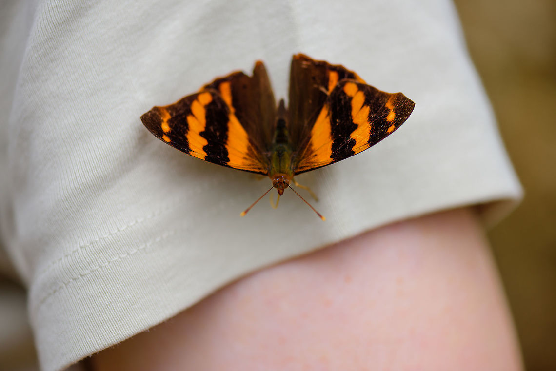 Chrysites Banner, Tatama National Park, Colombia Landed on Henriette :) Cerro Montezuma,Choco,Chocó,Chrysites Banner,Colombia,Colombia Choco & Pacific region,Epiphile chrysites,Montezuma,South America,Tatama National Park,Tatamá National Park,World