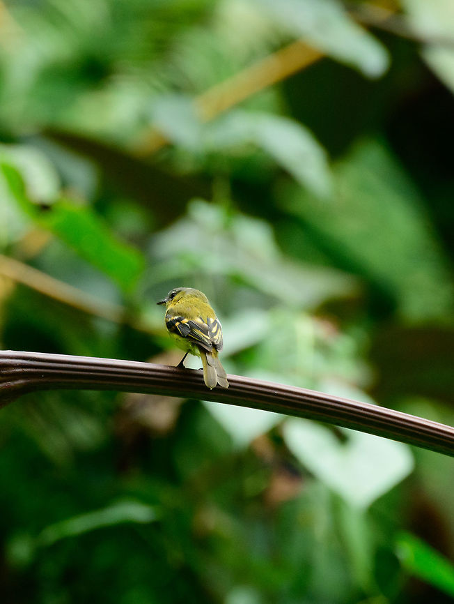 Handsome flycatcher, Tatama National Park Handsome, but elusive, it made only a brief appearance so the photo is quite poor. Cerro Montezuma,Choco,Choc&oacute;,Colombia,Colombia Choco & Pacific region,Handsome flycatcher,Montezuma,Nephelomyias pulcher,South America,Tatama National Park,Tatam&aacute; National Park,World