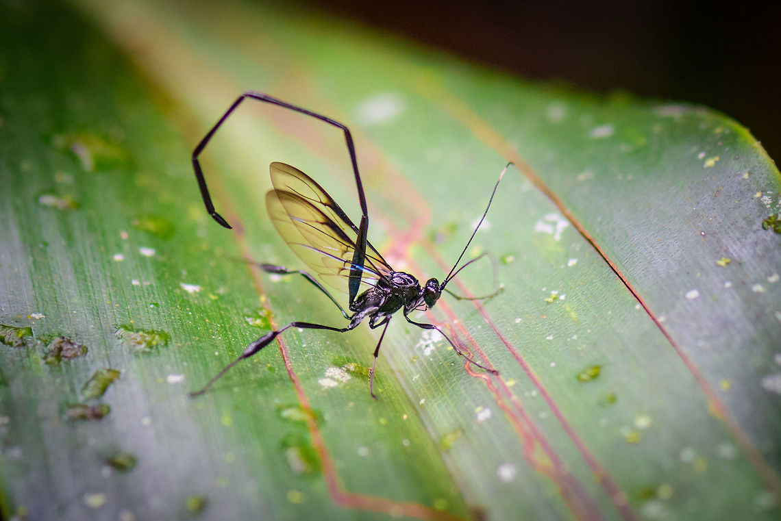 Giant parasitoid wasp, Tatama National Park, Colombia Armed to the teeth as they say. This one likely is from the genus Pelecinus, which has only 3 species but I'm unsure which species it is, they all look quite similar to me. This one was very large, with particularly a very long Metasoma that is used to inject eggs into scarab beetles that live just below the soil. Cerro Montezuma,Choco,Chocó,Colombia,Colombia Choco & Pacific region,Montezuma,South America,Tatama National Park,Tatamá National Park,World