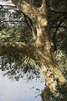South African fever tree Perhaps needless to say, but they are called Fever Trees due to their yellow color. Acacia xanthophloea,Fever Tree,Fever tree,South Africa,Tree