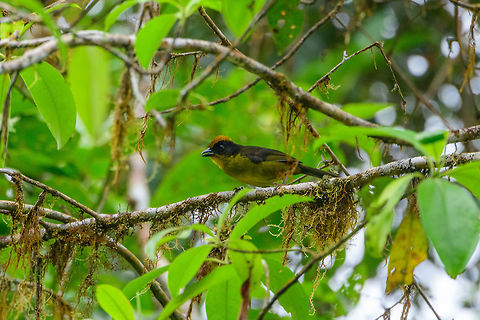 Tricolored brush finch perched, Tatama National Park, Colombia Can't find much about the sexes in my book or online, so not sure if this is the male or the female. Atlapetes tricolor,Cerro Montezuma,Choco,Choc&oacute;,Colombia,Colombia Choco & Pacific region,Montezuma,South America,Tatama National Park,Tatam&aacute; National Park,Tricolored brush finch,World