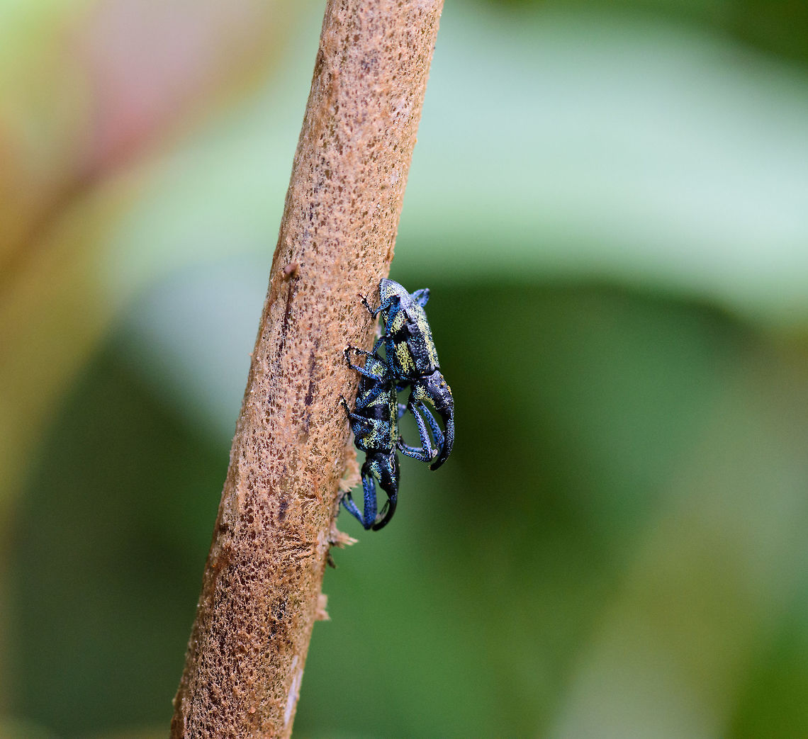 Ischiomastus kirschi mating, Tatama National Park, Colombia  Cerro Montezuma,Choco,Choc&oacute;,Colombia,Colombia Choco & Pacific region,Ischiomastus kirschi,Montezuma,South America,Tatama National Park,Tatam&aacute; National Park,World