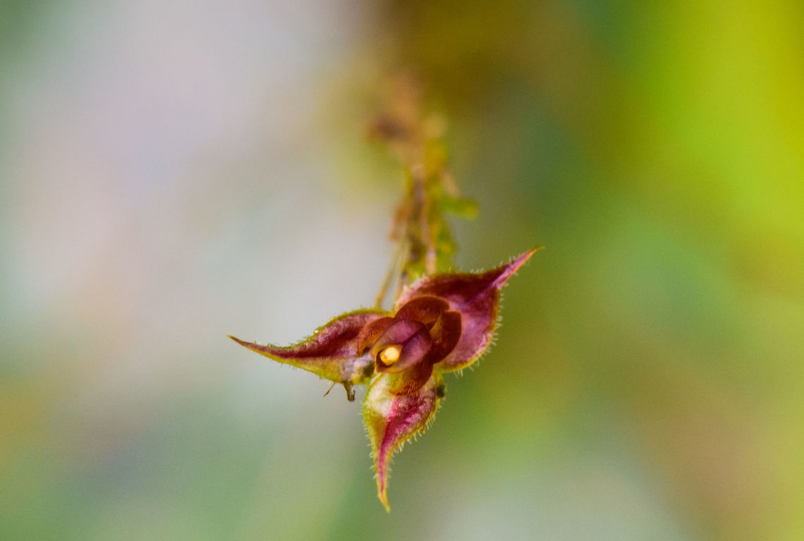 Lepanthes chocoensis, Tatama National Park, Colombia Another orchid from the Lepanthes genus found in the cloud forest of Tatama National Park, Colombia.  Cerro Montezuma,Choco,Chocó,Colombia,Colombia Choco & Pacific region,Lepanthes chocoensis,Montezuma,South America,Tatama National Park,Tatamá National Park,World