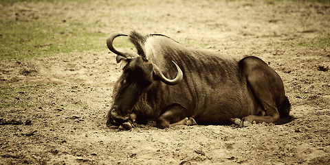 Wildebeest at rest  Beekse bergen,Blue Wildebeest,Connochaetes taurinus