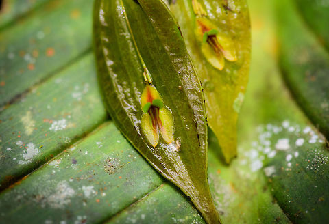 Lepanthes montezumae