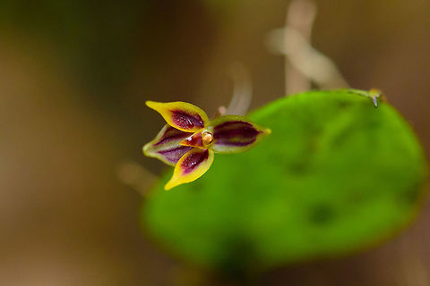 Pleurothallis orecta, Tatama National Park, Colombia Closeup of the flower of a tiny orchid, the Pleurothallis orecta. Flower size is about 5mm. Cerro Montezuma,Choco,Chocó,Colombia,Colombia Choco & Pacific region,Montezuma,Pleurothallis orecta,South America,Tatama National Park,Tatamá National Park,World