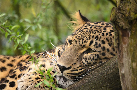 Leopard sleeping in tree (closeup)  Beekse bergen,Leopard,Panthera pardus