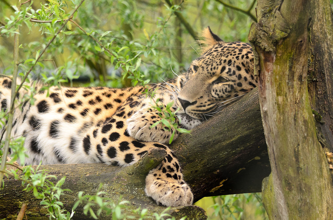 Leopard sleeping in tree  Beekse Bergen,Leopard,Panthera pardus