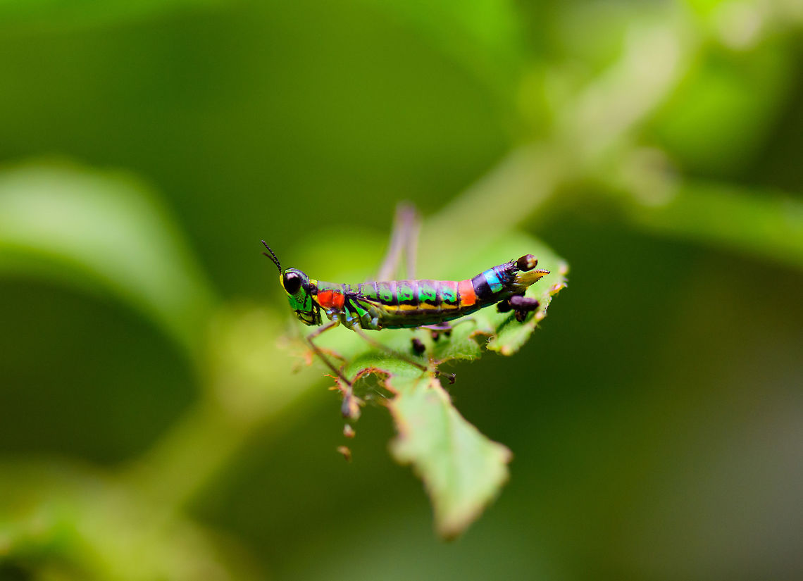 Paramastax rosenbergi closeup, Tatama National Park, Colombia Found two days in a row in Tatama National Park. Colorful would be an understatement. Cerro Montezuma,Choco,Choc&oacute;,Colombia,Colombia Choco & Pacific region,Montezuma,Paramastax rosenbergi,South America,Tatama National Park,Tatam&aacute; National Park,World