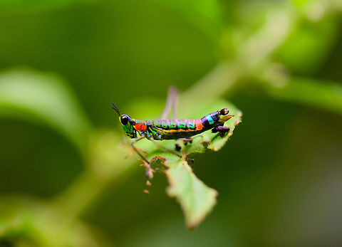 Paramastax rosenbergi closeup, Tatama National Park, Colombia Found two days in a row in Tatama National Park. Colorful would be an understatement. Cerro Montezuma,Choco,Choc&oacute;,Colombia,Colombia Choco & Pacific region,Montezuma,Paramastax rosenbergi,South America,Tatama National Park,Tatam&aacute; National Park,World