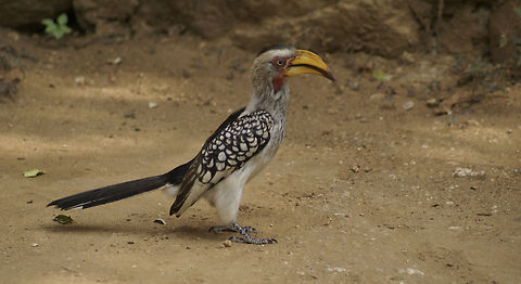 Southern yellow-billed hornbill Side view of a very beautiful bird with bright yellow beak and black and white spotted fur. Birds,Hornbill,Kruger,Southern Yellow-billed Hornbill,Southern yellow-billed Hornbill,Tockus leucomelas