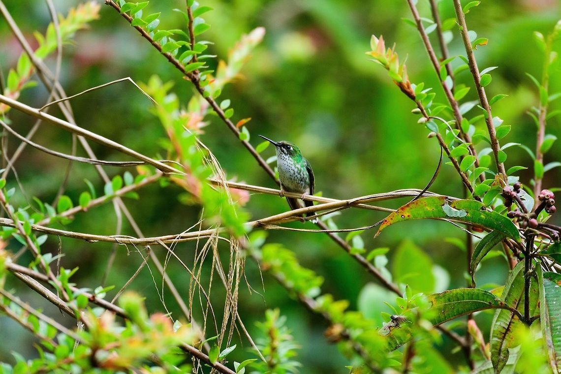White-booted racket-tail (female), Tatama National Park, Colombia Unfortunately, we did not spot the male, which has the actual racket-tail. In most bird books this bird is called "Booted racket-tail". As Wikipedia describes, the species has now been split into 3, this being the White-booted racket-tail. Closeup with the tongue out:<br />
<figure class="photo"><a href="https://www.jungledragon.com/image/56605/white-booted_racket-tail_female_-_tongue_out_tatama_national_park_colombia.html" title="White-booted racket-tail (female) - tongue out, Tatama National Park, Colombia"><img src="https://s3.amazonaws.com/media.jungledragon.com/images/2/56605_thumb.jpg?AWSAccessKeyId=05GMT0V3GWVNE7GGM1R2&Expires=1769040010&Signature=dvyAVw1wPxPit%2BL%2F%2BDLnyjdb0mI%3D" width="102" height="152" alt="White-booted racket-tail (female) - tongue out, Tatama National Park, Colombia A female White-booted racket-tail with the tongue partly out. According to this article...<br />
https://www.nytimes.com/2015/09/08/science/the-hummingbirds-tongue-how-it-works.html<br />
<br />
...hummingbird tongues are forked. They go into a flower compressed, then split into the fork inside the flower to trap the nectar, and then pull out.  Cerro Montezuma,Choco,Choc&oacute;,Colombia,Colombia Choco &amp; Pacific region,Fall,Geotagged,Montezuma,Ocreatus underwoodii,South America,Tatama National Park,Tatam&aacute; National Park,White-booted racket-tail,World" /></a></figure> Cerro Montezuma,Choco,Choc&oacute;,Colombia,Colombia Choco & Pacific region,Fall,Geotagged,Montezuma,Ocreatus underwoodii,South America,Tatama National Park,Tatam&aacute; National Park,White-booted racket-tail,World