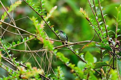 White-booted racket-tail (female), Tatama National Park, Colombia Unfortunately, we did not spot the male, which has the actual racket-tail. In most bird books this bird is called "Booted racket-tail". As Wikipedia describes, the species has now been split into 3, this being the White-booted racket-tail. Closeup with the tongue out:
https://www.jungledragon.com/image/56605/white-booted_racket-tail_female_-_tongue_out_tatama_national_park_colombia.html Cerro Montezuma,Choco,Chocó,Colombia,Colombia Choco & Pacific region,Fall,Geotagged,Montezuma,Ocreatus underwoodii,South America,Tatama National Park,Tatamá National Park,White-booted racket-tail,World