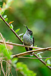 White-booted racket-tail (female) - tongue out, Tatama National Park, Colombia A female White-booted racket-tail with the tongue partly out. According to this article...<br />
https://www.nytimes.com/2015/09/08/science/the-hummingbirds-tongue-how-it-works.html<br />
<br />
...hummingbird tongues are forked. They go into a flower compressed, then split into the fork inside the flower to trap the nectar, and then pull out.  Cerro Montezuma,Choco,Chocó,Colombia,Colombia Choco & Pacific region,Fall,Geotagged,Montezuma,Ocreatus underwoodii,South America,Tatama National Park,Tatamá National Park,White-booted racket-tail,World