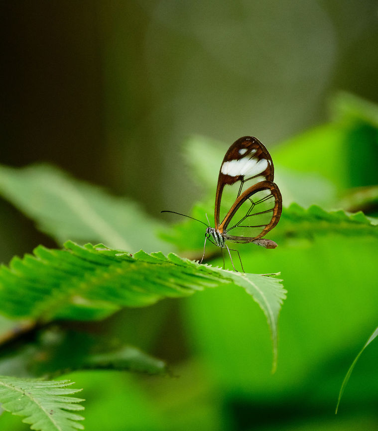 Andromica clearwing, Tatama National Park, Colombia Quite noisy as this was taken at a distance with the tele lens in low light. This likely is the Greta andromica andromica sub species, based on a detailed checklist of Montezuma butterflies. Here's the checklist (warning: big file):<br />
<a href="http://neotropicalbutterflies.com/colombiapdf/PDFs/PDF13" rel="nofollow">http://neotropicalbutterflies.com/colombiapdf/PDFs/PDF13</a> Montezuma_Mar03_2016.pdf Cerro Montezuma,Choco,Choc&oacute;,Colombia,Colombia Choco & Pacific region,Fall,Geotagged,Greta andromica,Montezuma,South America,Tatama National Park,Tatam&aacute; National Park,World