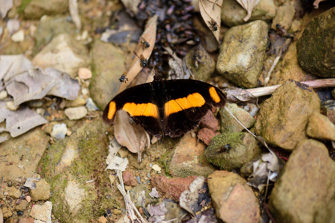 Chromis Firewing, Tatama National Park, Colombia Found on the floor in Tatama National Park. In a bad shape, with severely damaged wings. I only noticed the tiny bee-like insects back home, not sure if they were actively attacking the butterfly. Catonephele chromis,Cerro Montezuma,Choco,Choc&oacute;,Chromis Firewing,Colombia,Colombia Choco & Pacific region,Montezuma,South America,Tatama National Park,Tatam&aacute; National Park,World