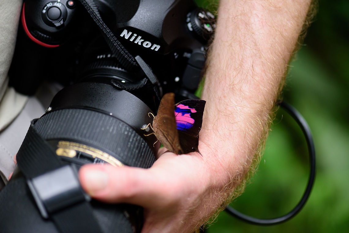 Superb leafwing, Tatama National Park, Colombia Sorry, I normally avoid placing myself in the frame, yet this is the only somewhat usable shot we got of this rapidly flying species. Pink is an unusual color in butterflies (based on our experience) and the intensity of this one was mesmerizing. I wish we had a better shot of it. Cerro Montezuma,Choco,Choc&oacute;,Colombia,Colombia Choco & Pacific region,Fountainea nessus,Montezuma,South America,Superb Leafwing,Tatama National Park,Tatam&aacute; National Park,World