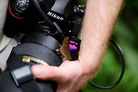 Superb leafwing, Tatama National Park, Colombia Sorry, I normally avoid placing myself in the frame, yet this is the only somewhat usable shot we got of this rapidly flying species. Pink is an unusual color in butterflies (based on our experience) and the intensity of this one was mesmerizing. I wish we had a better shot of it. Cerro Montezuma,Choco,Choc&oacute;,Colombia,Colombia Choco & Pacific region,Fountainea nessus,Montezuma,South America,Superb Leafwing,Tatama National Park,Tatam&aacute; National Park,World