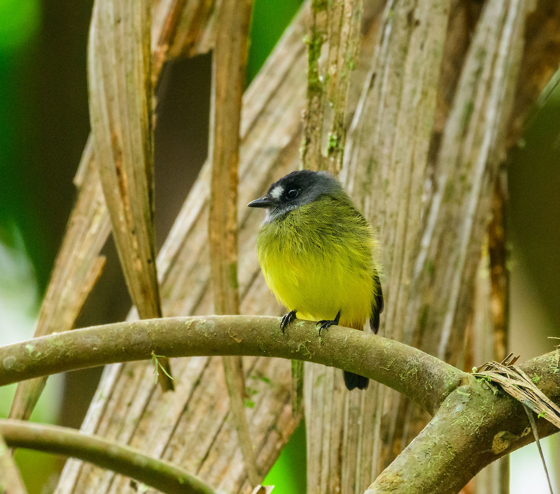 Ornate flycatcher, Tatama National Park, Colombia Colombia has a dizzying amount of similar-looking flycatcher species, yet this one is unmistakable by its bright yellow chest. Also by its tail, not shown on the photo. Our bird book mentions it can be found at the same spot, daily. Cerro Montezuma,Choco,Choc&oacute;,Colombia,Colombia Choco & Pacific region,Fall,Geotagged,Montezuma,Myiotriccus ornatus,Ornate flycatcher,South America,Tatama National Park,Tatam&aacute; National Park,World
