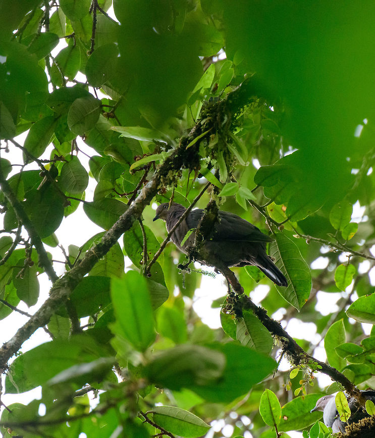 Plumbeous pigeon, Tatama National Park, Colombia Common in the western Andes yet racially complex, poorly understood, and may be split into multiple species when better studied. Cerro Montezuma,Choco,Chocó,Colombia,Colombia Choco & Pacific region,Fall,Geotagged,Montezuma,Patagioenas plumbea,Plumbeous pigeon,South America,Tatama National Park,Tatamá National Park,World