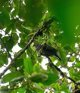 Plumbeous pigeon, Tatama National Park, Colombia Common in the western Andes yet racially complex, poorly understood, and may be split into multiple species when better studied. Cerro Montezuma,Choco,Chocó,Colombia,Colombia Choco & Pacific region,Fall,Geotagged,Montezuma,Patagioenas plumbea,Plumbeous pigeon,South America,Tatama National Park,Tatamá National Park,World