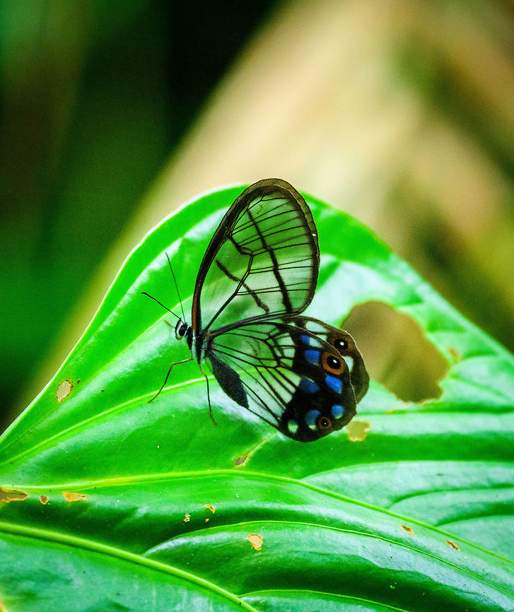 Mimic Phantom, Tatama National Park, Colombia A spectacular species endemic to Colombia. I'm seeing only a handful of photos of this species online, probably because they typically hide in the undergrowth but also because this part of Colombia has not always been safe to visit.<br />
<br />
Had I known how uncommon it is, I would have switched to macro. Many regrets :( Cerro Montezuma,Choco,Choc&oacute;,Colombia,Colombia Choco & Pacific region,Fall,Geotagged,Mimic Phantom,Montezuma,Pseudohaetera mimica,South America,Tatama National Park,Tatam&aacute; National Park,World