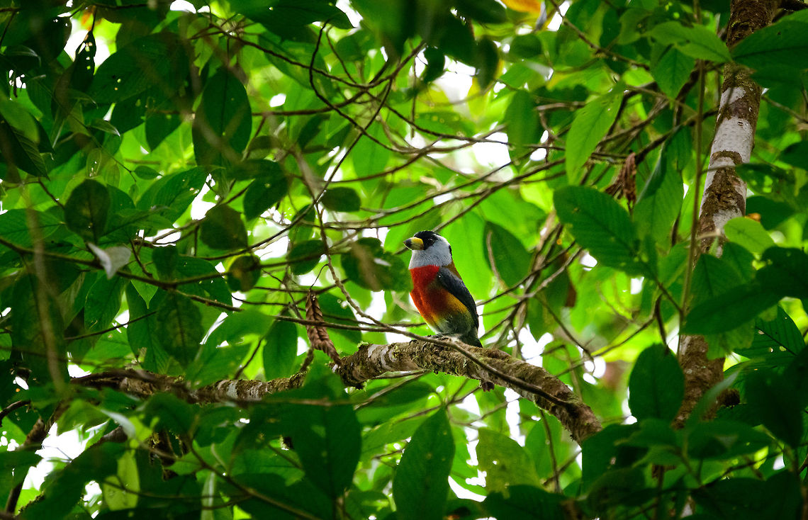 Toucan Barbet, Tatama National Park, Colombia Why choose between a toucan and a barbet when you can have both :) Cerro Montezuma,Choco,Choc&oacute;,Colombia,Colombia Choco & Pacific region,Montezuma,Semnornis ramphastinus,South America,Tatama National Park,Tatam&aacute; National Park,Toucan Barbet,World