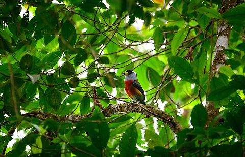 Toucan Barbet, Tatama National Park, Colombia Why choose between a toucan and a barbet when you can have both :) Cerro Montezuma,Choco,Choc&oacute;,Colombia,Colombia Choco & Pacific region,Montezuma,Semnornis ramphastinus,South America,Tatama National Park,Tatam&aacute; National Park,Toucan Barbet,World