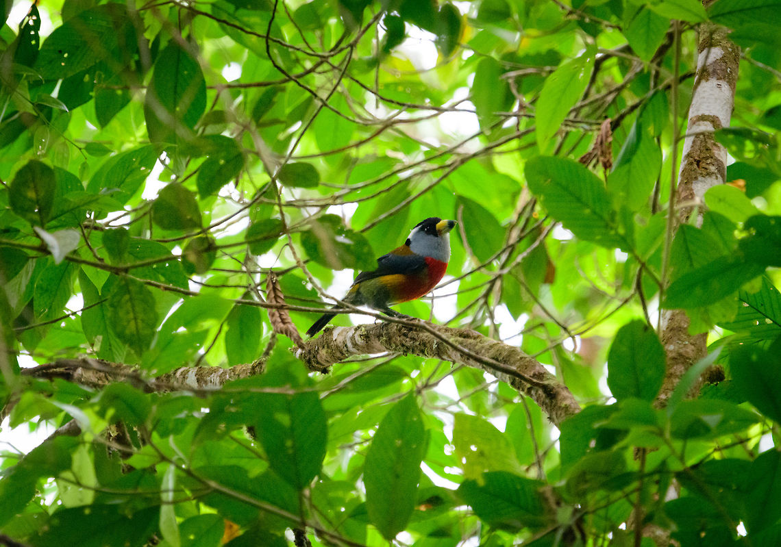 Toucan Barbet - side view, Tatama National Park, Colombia  Cerro Montezuma,Choco,Chocó,Colombia,Colombia Choco & Pacific region,Fall,Geotagged,Montezuma,Semnornis ramphastinus,South America,Tatama National Park,Tatamá National Park,Toucan Barbet,World