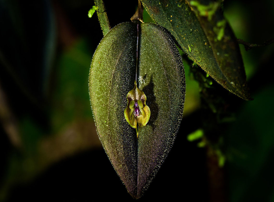 Curled Lepanthes, Tatama National Park, Colombia Another in the series of lepanthes miniature orchids found in the cloud forest of Tatama National Park, Colombia. I came to this species on my own, but am in the process of verifying it with experts.<br />
<br />
Update: good thing to have checked it. I initially thought this was a Lepanthes gargoyla, but an expert indicated it is Lepanthes cincinnata instead. Cerro Montezuma,Choco,Choc&oacute;,Colombia,Colombia Choco & Pacific region,Curled Lepanthes,Lepanthes cincinnata,Montezuma,South America,Tatama National Park,Tatam&aacute; National Park,World