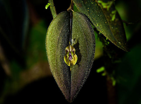 Curled Lepanthes
