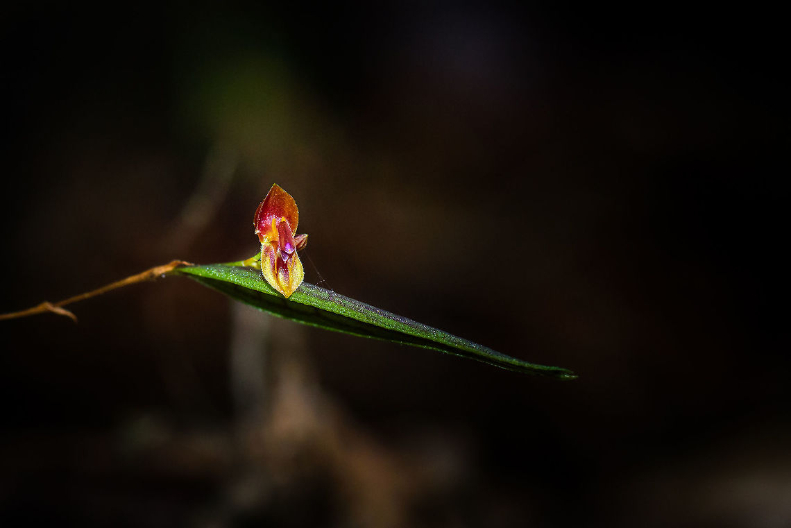Lepanthtes satyrica, Tatama National Park, Colombia One more lepanthes jewel (miniature orchid) found in Tatama National Park, Colombia. Flower size is 5mm.<br />
<br />
Correction: this is Lepanthtes satyrica, not Lepanthes ectopa as I initially identified it. Cerro Montezuma,Choco,Chocó,Colombia,Colombia Choco & Pacific region,Lepanthes satyrica,Montezuma,Satyr Lepanthes,South America,Tatama National Park,Tatamá National Park,World