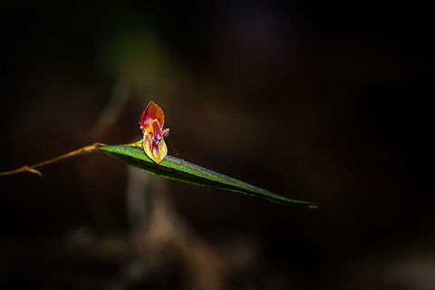 Satyr Lepanthes