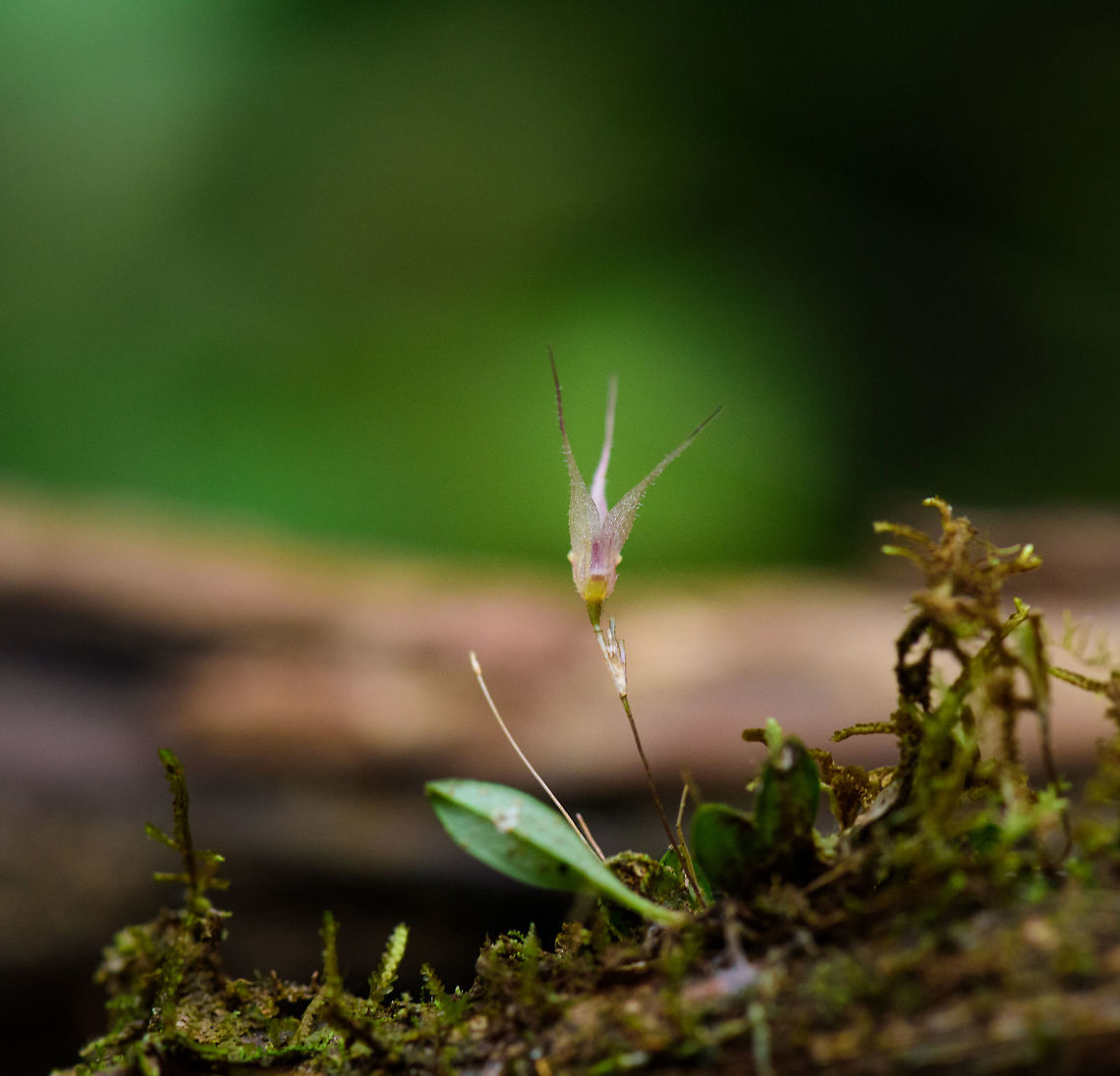 Pleurothallis cactantha, Tatama National Park, Colombia  Cactus-Flower Pleurothallis,Cerro Montezuma,Choco,Choc&oacute;,Colombia,Colombia Choco & Pacific region,Montezuma,Pleurothallis cactantha,South America,Tatama National Park,Tatam&aacute; National Park,World