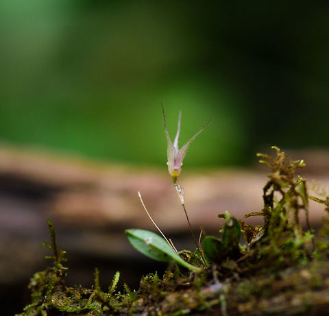 Cactus-Flower Pleurothallis